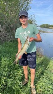 Northern Pike