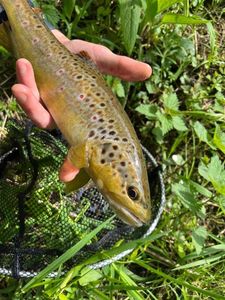 Brown Trout