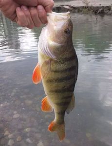 European Perch