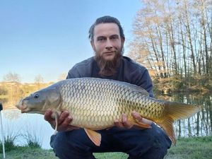 Common Carp