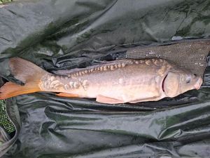 Mirror Carp