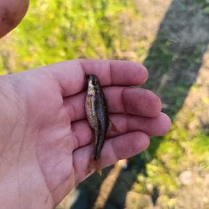 Common Minnow