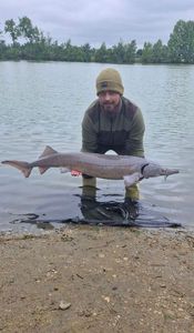 Sturgeon
