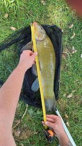 Tench