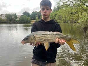 Common Carp
