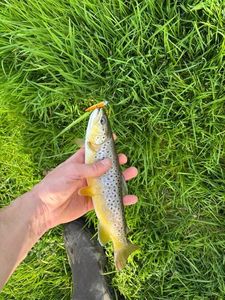 Brown Trout