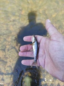 Gudgeon