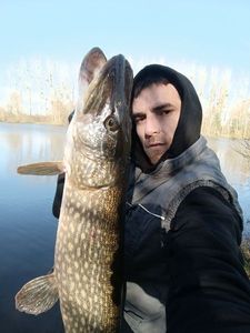 Northern Pike