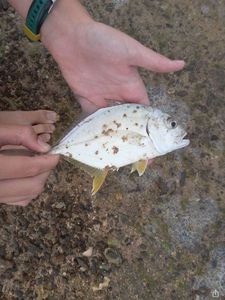 Crevalle Jack