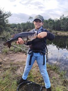 Largemouth Bass