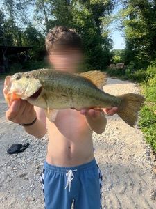 Largemouth Bass