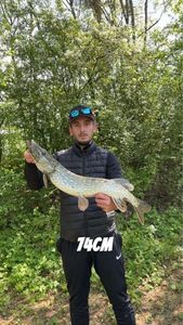 Northern Pike
