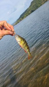 European Perch