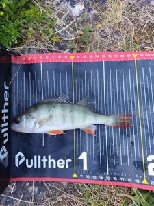 European Perch