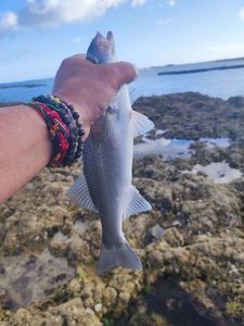 European Bass (Seabass)