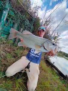 Largemouth Bass