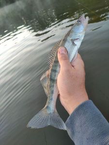 Zander