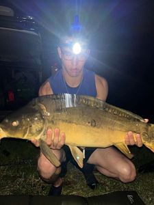 Mirror Carp