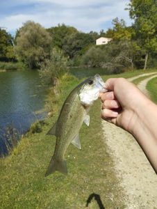 Largemouth Bass