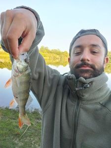 European Perch