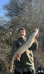 Northern Pike
