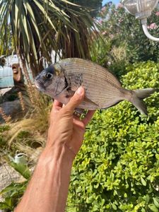 Common Two-banded Seabream