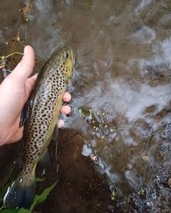 Brown Trout