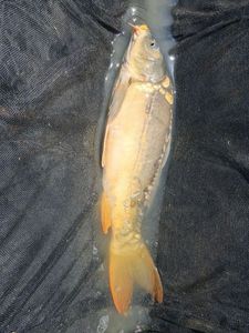 Mirror Carp