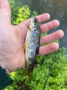 Brown Trout