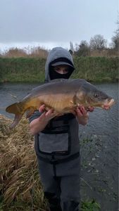 Mirror Carp