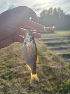 Roach
