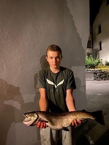 Brown Trout