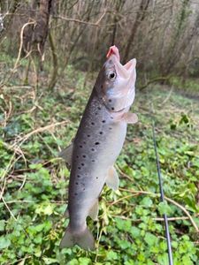 Brown Trout