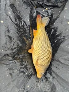 Common Carp