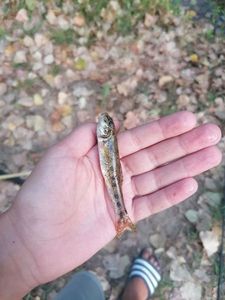 Gudgeon