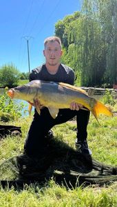 Mirror Carp