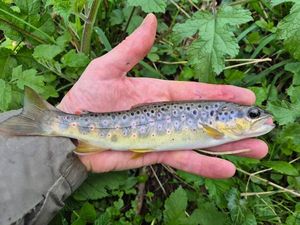 Brown Trout