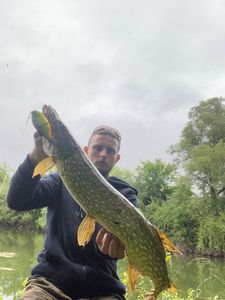 Northern Pike