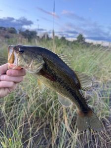 Largemouth Bass