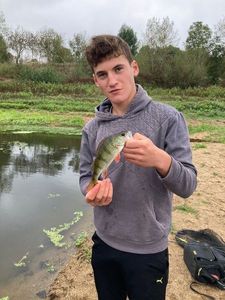 European Perch