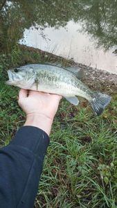 Largemouth Bass