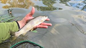 Brown Trout