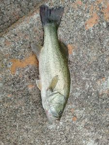 Largemouth Bass