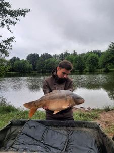 Mirror Carp