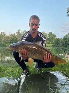 Common Carp