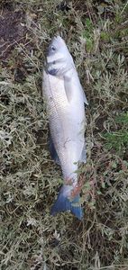 European Bass (Seabass)