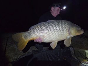 Common Carp
