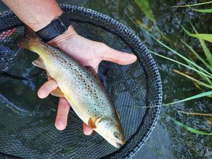 Brown Trout