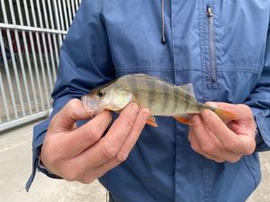 European Perch