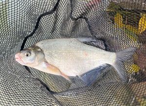 Common Bream